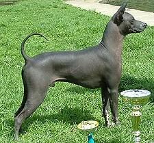 Mexicanhairless