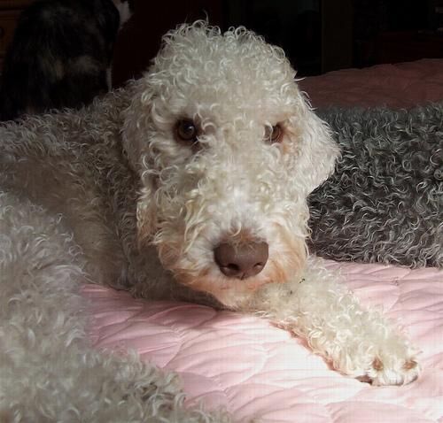 Terrier Bedlington