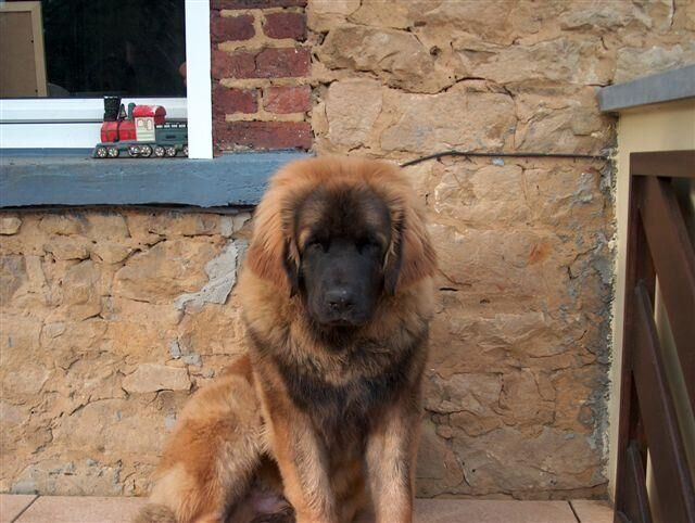 Leonberg