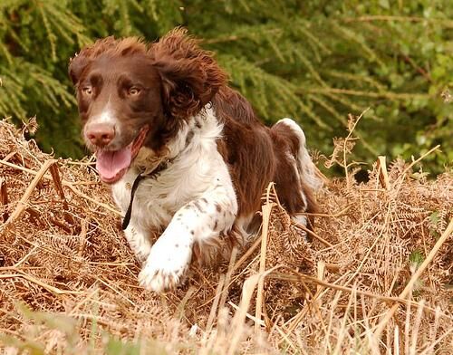 Spaniel Welsh