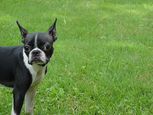 Bulldog Boston