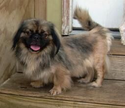 Pekinese