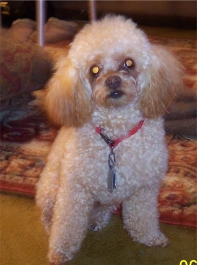 Poodle Miniature