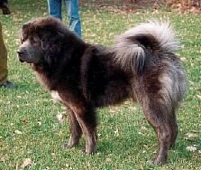 Mastiff Tibetan