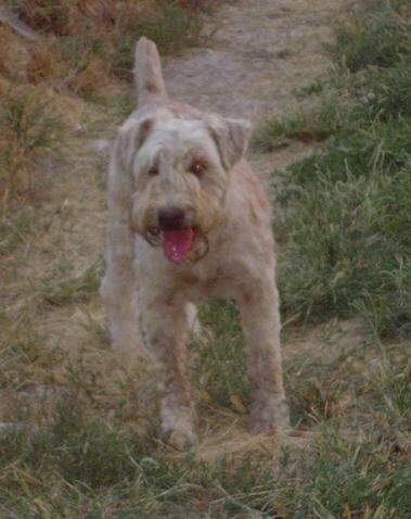 Terrier Wheaten