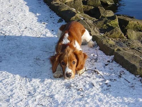 Spaniel Welsh