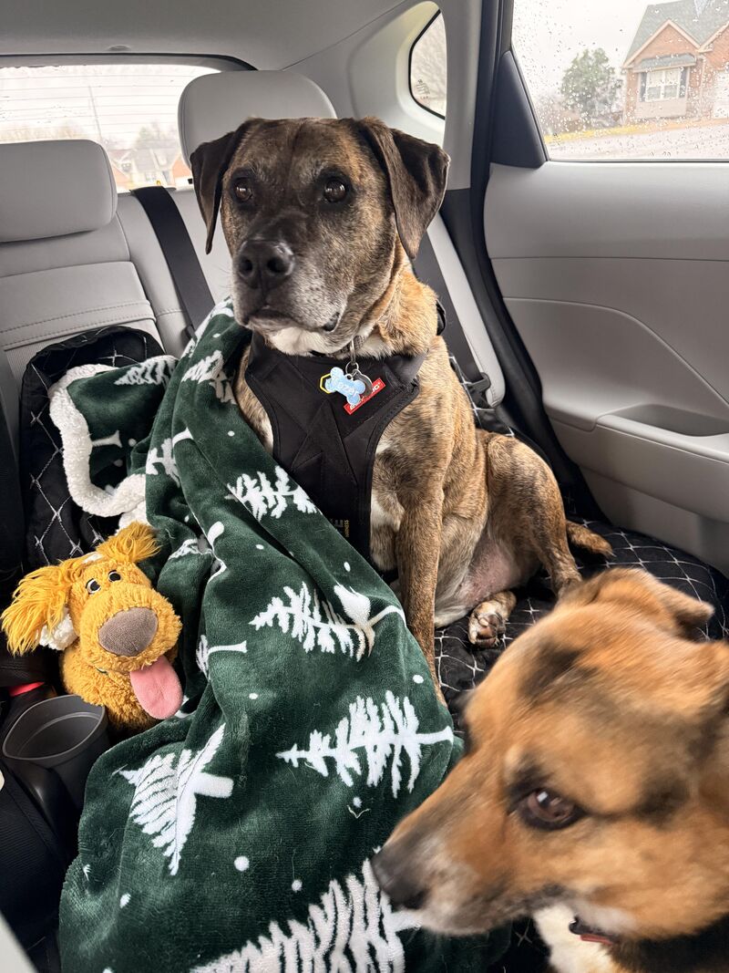 Rest in peace buddy! 🕊️❤️