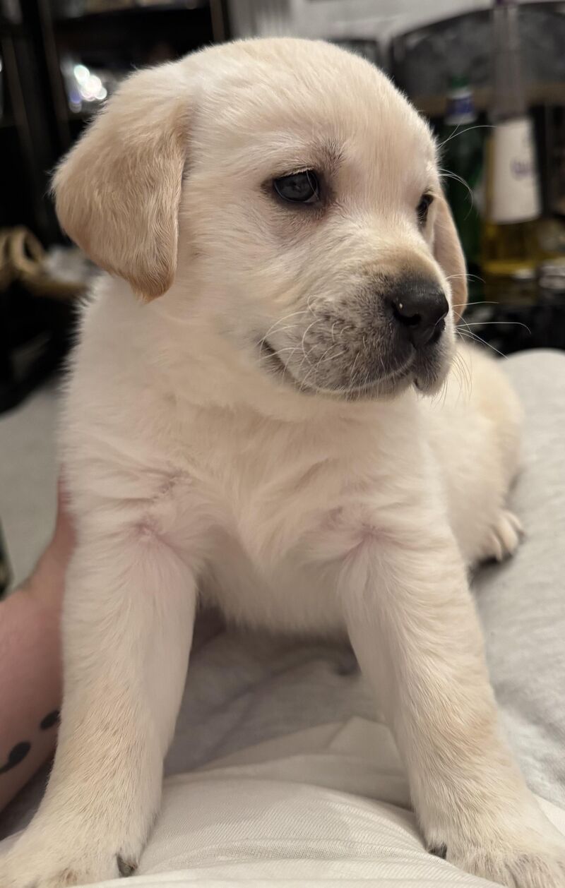 My mam surprised me with a golden retriever, what are the essentials I should know about owning one?