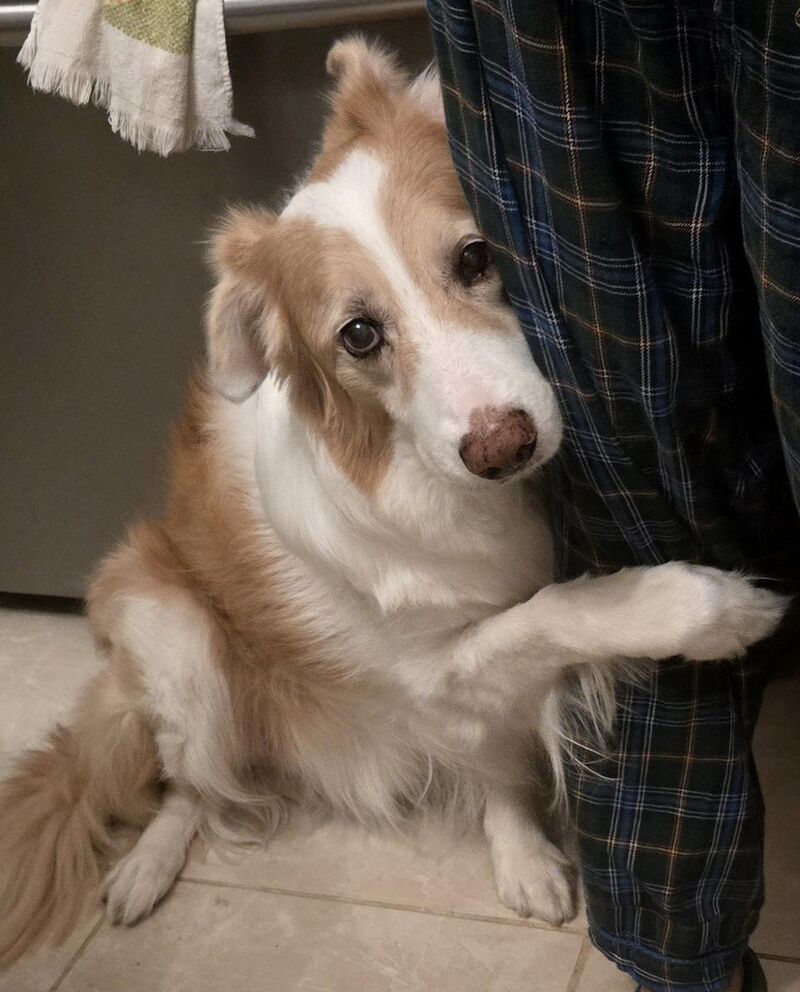 Who is your border collie's favorite person?