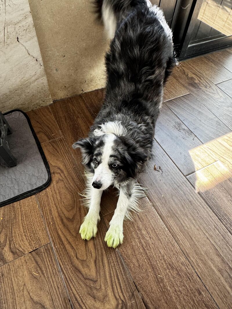 HOA decided to paint lawns green