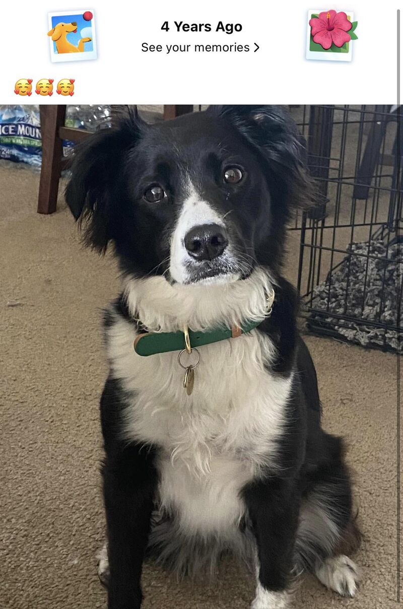 Dang, I miss that judgy gaze and those big, brown eyes.