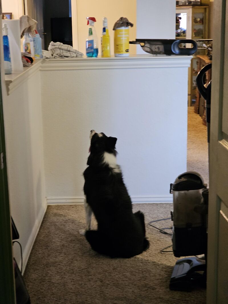 Gracies love of spray bottles is relentless.