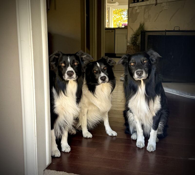 Goose, Maverick & Maize. My boys, they will be 5 in June.