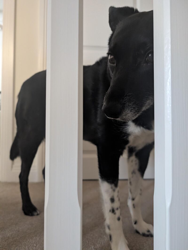 Show me pictures of your dogs trying to be sneaky!