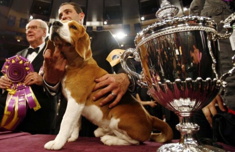 What made Uno so popular among dog show fans?