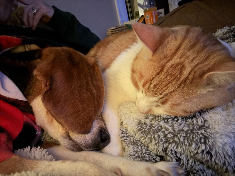 Who remembers CatDog?