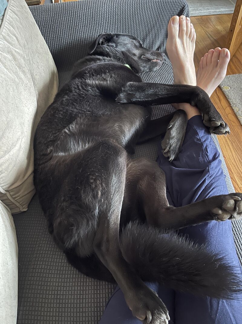 Stressed Dog 🚨🚨