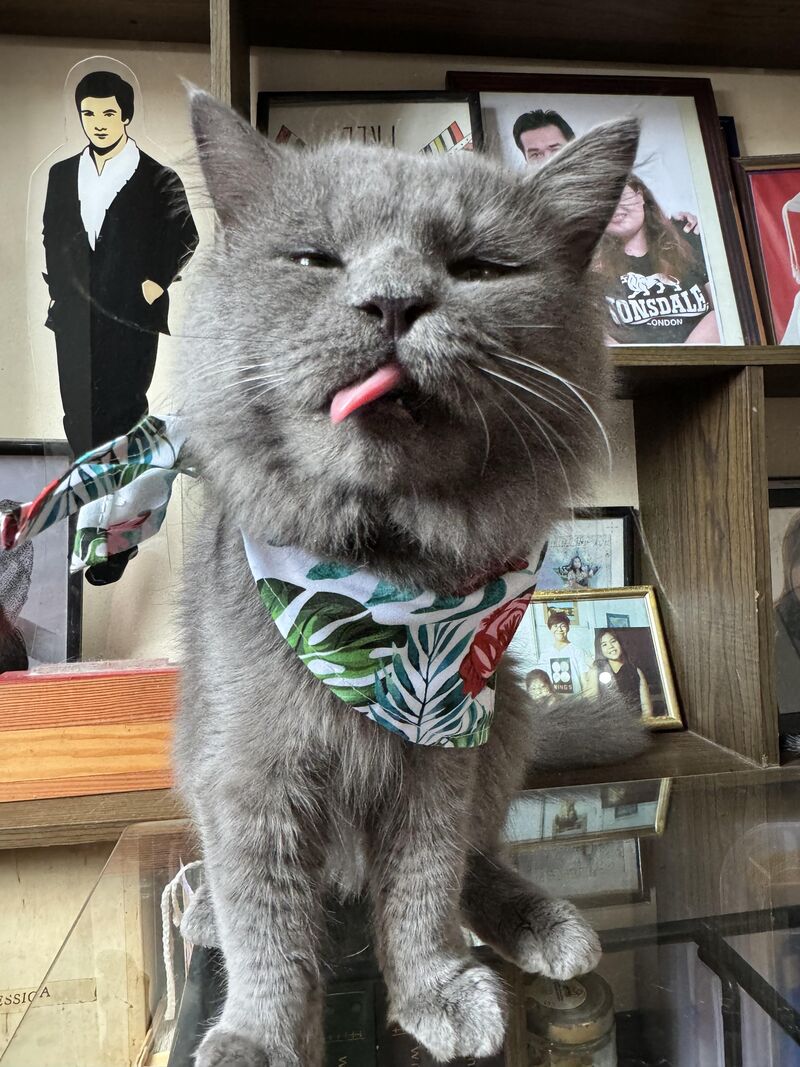 So someone decided to look cute on camera.