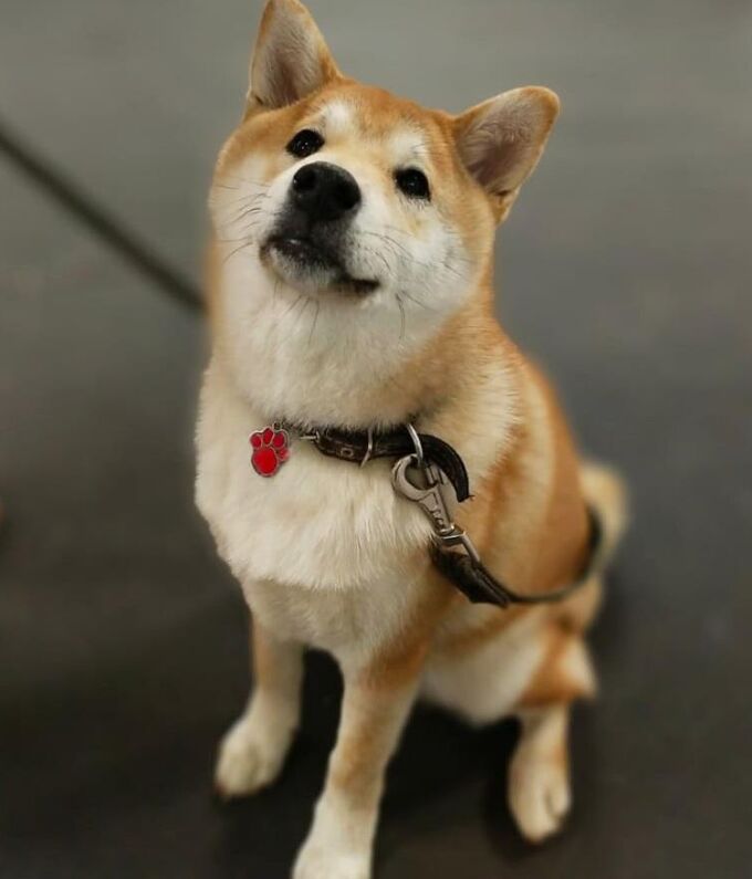 Sitting like a gentleman, thinking about snacks