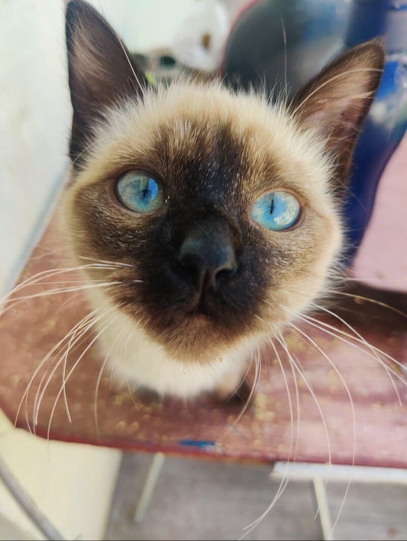 OC My kitten Helsi has very blue eyes