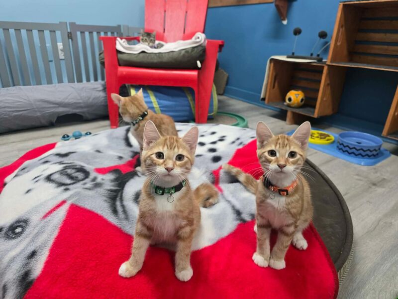 The new orange gang at our shelter ❤️❤️❤️