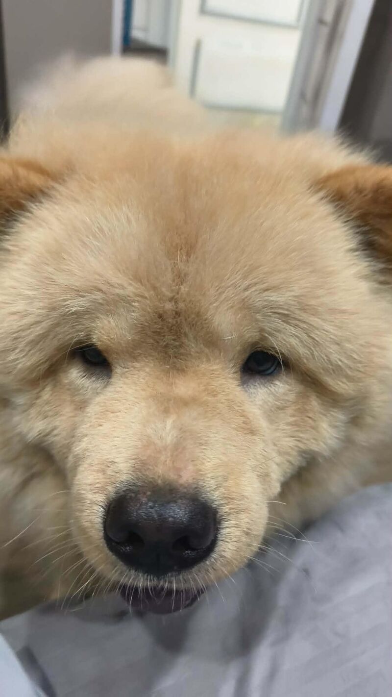 So cuteee face🐶🐶