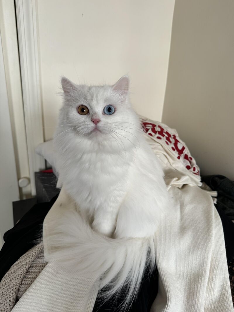 My cuteeee little fur ball has two different eye colors.