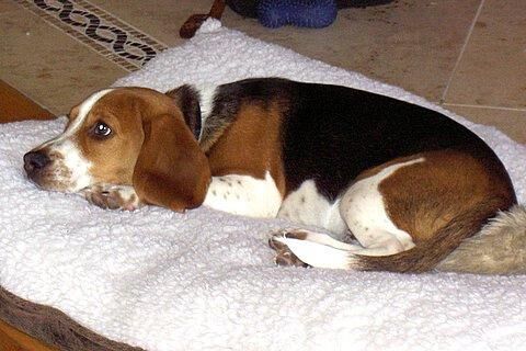 Beagle
