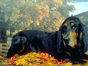 Coonhound