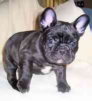 Bulldog French