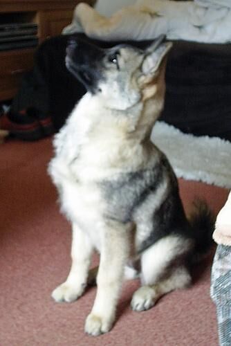 Elkhound Norwegian