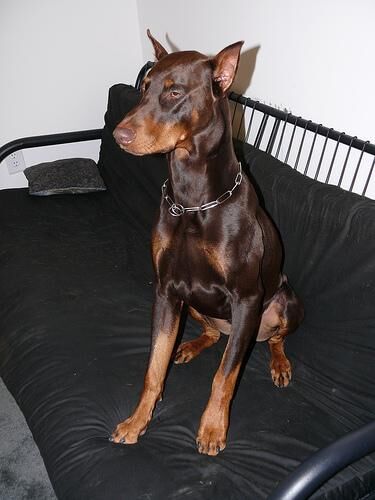 Doberman