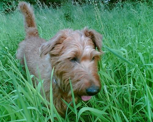 Terrier Irish