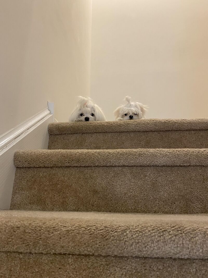 Home Security, 1 year and 4 months!