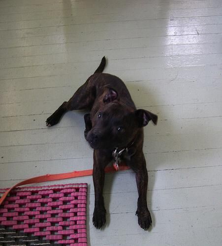 Bullterrier Staffordshire