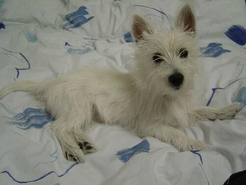 Terrier Westhighland