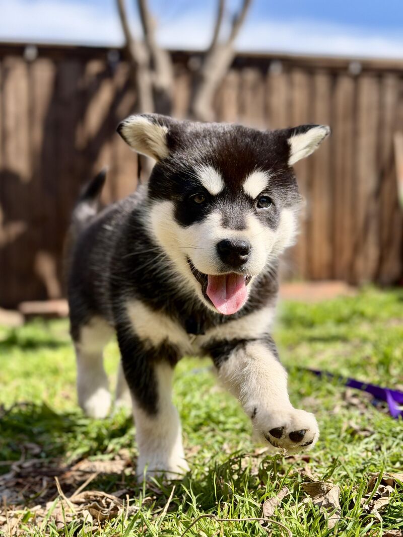 7 weeks old and already stealing hearts, meet June