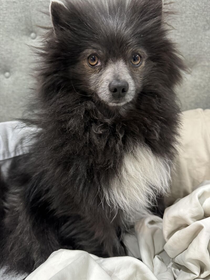 This is Beep. He sat in a NYC shelter for 5 weeks before we were approved to bring him home to Virginia. We rescued him, but he really rescued us