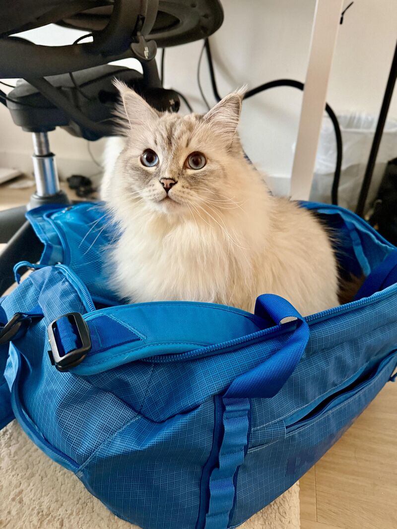 Mufasa tried to pack himself for my trip!