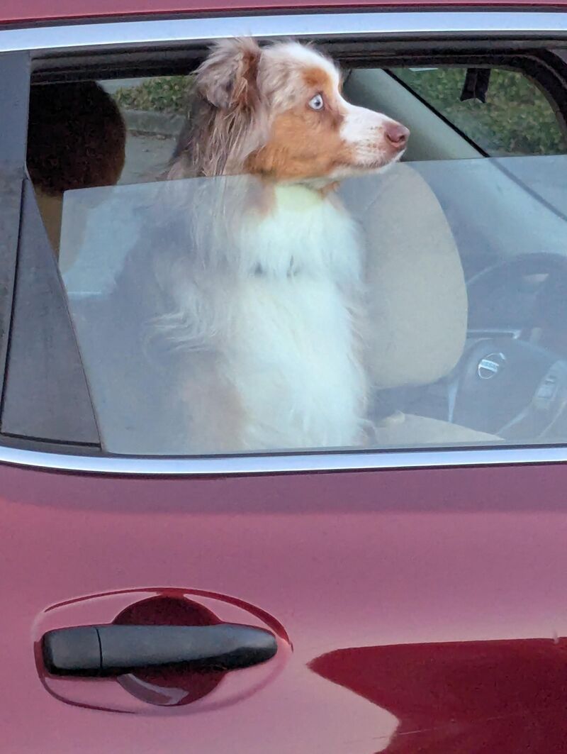 This Aussie I saw seemed 100% certain their person was never coming back from the grocery store 😂