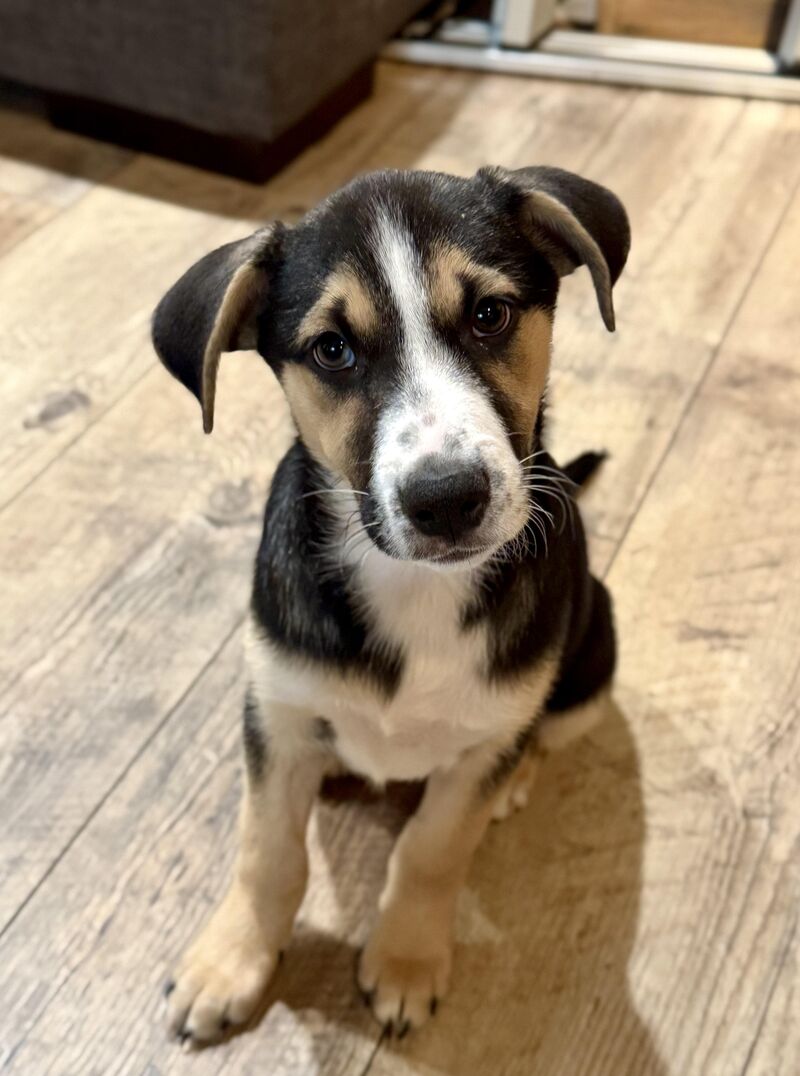 Newest member of the family. Princess Buttercup.