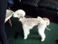 Terrier Bedlington