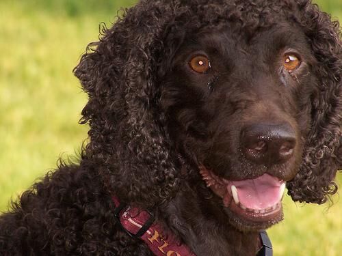 Spaniel Irish