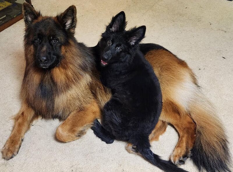 Zero Poker Face: My GSD Is Clearly Not Thrilled About His New Little Sister. Show Me Your GSD’s Best Facial Expressions.
