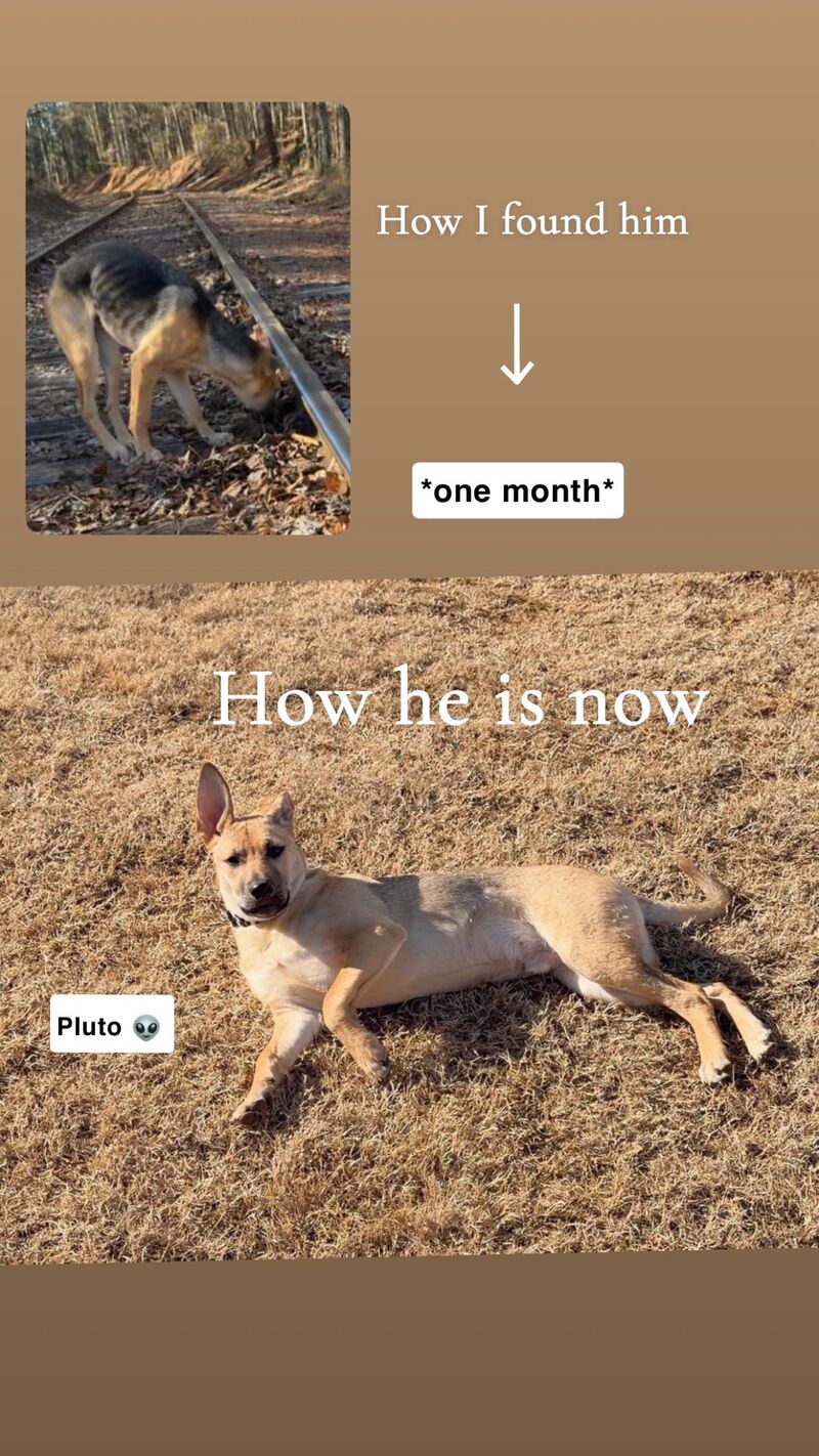 Inescapable Gentle Lead Help