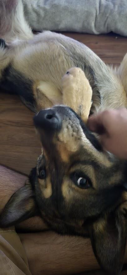 How to overcome bond with a foster no longer with me (no death)?