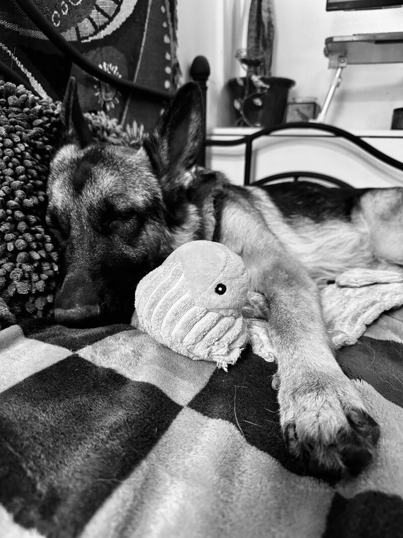 Please show me your GSD with their favorite toy