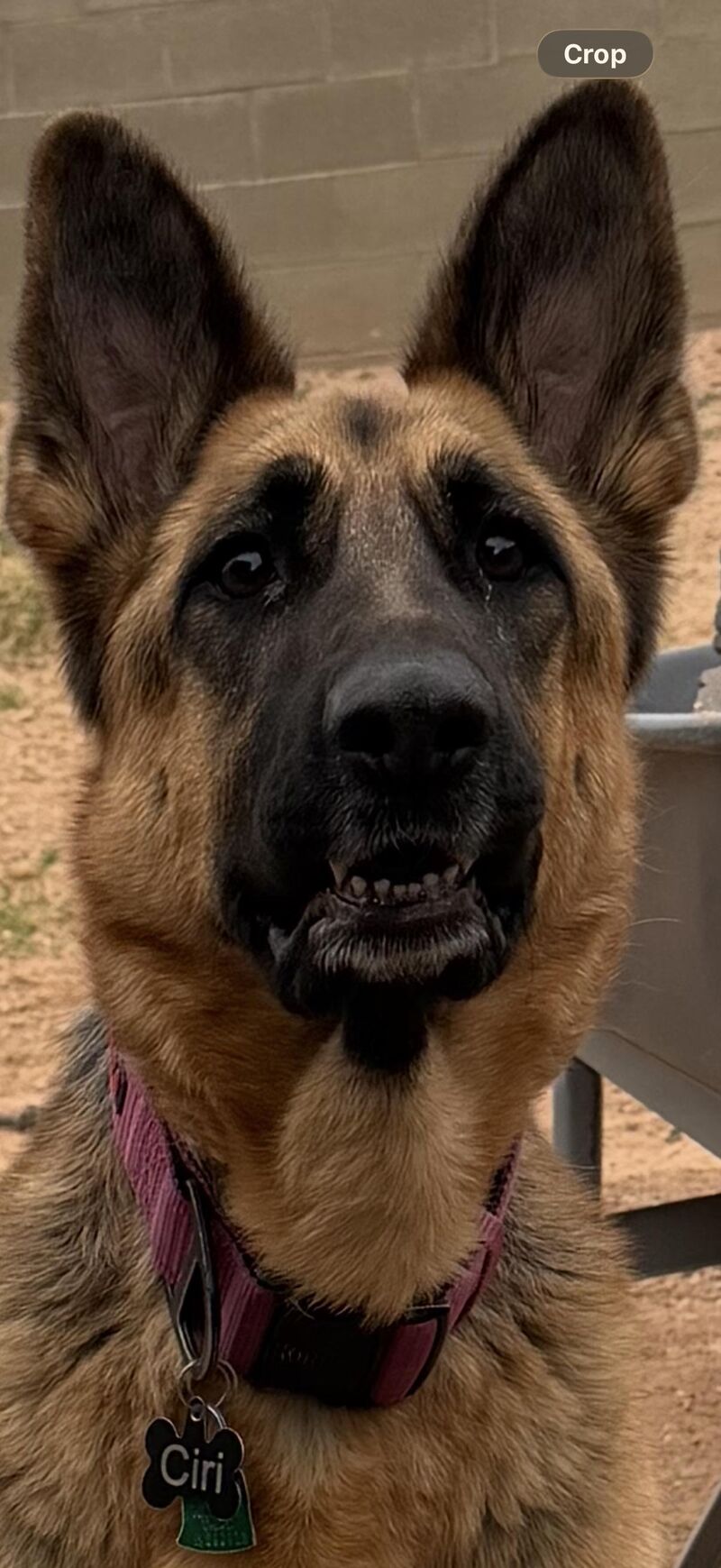 My beautiful daughter patiently waiting for her toy 😂😭