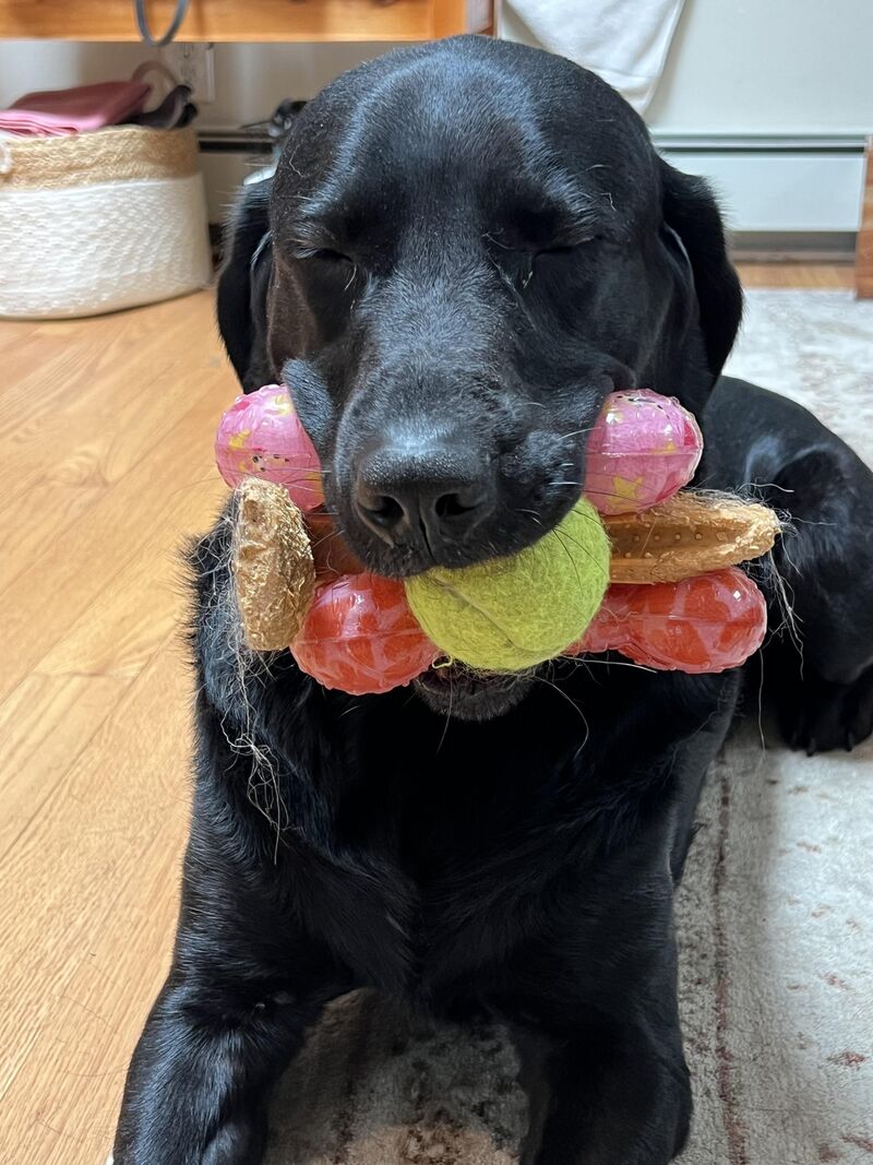 Yogi-Bear in a state of Zen with all four of his toys.