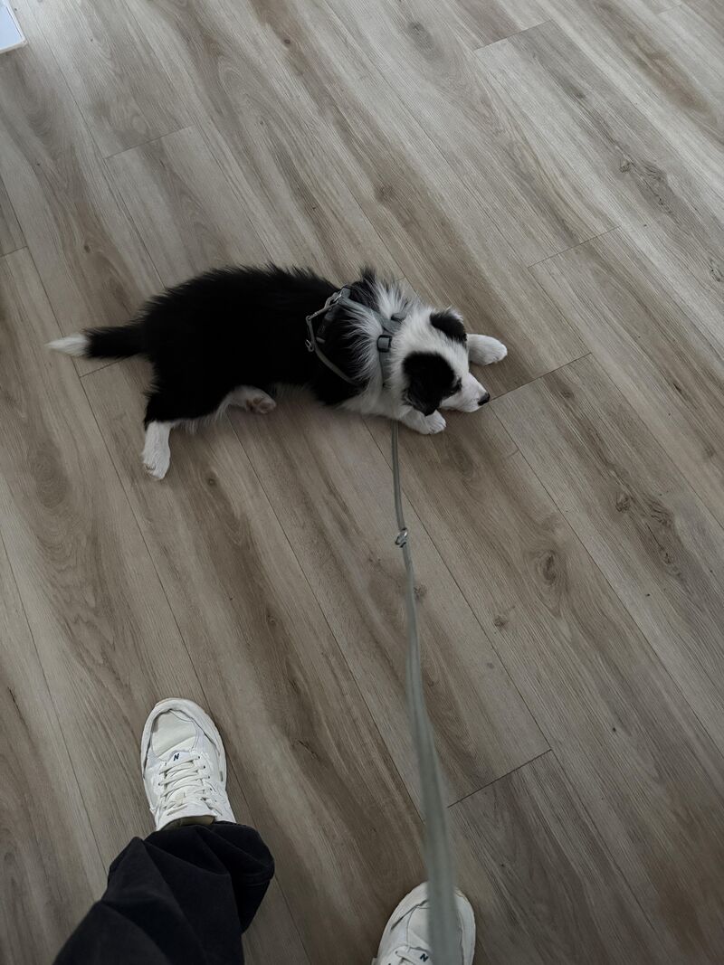 Our newest family member. Already stealing hearts (and refusing to walk)